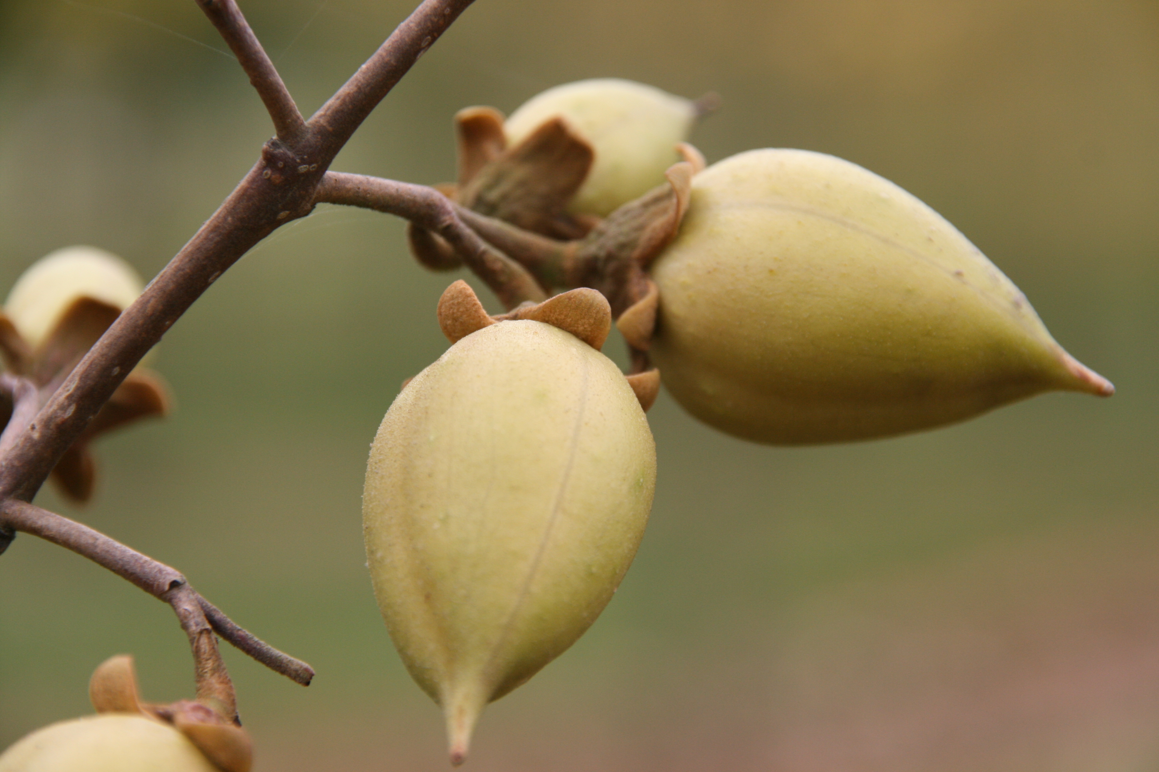 Paulownia tomentosa Unikat